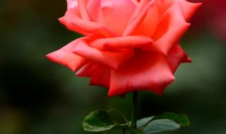 尼康d7000拍摄技巧 尼康d7000拍摄技巧