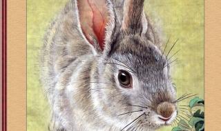 世界上最漂亮的兔子